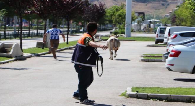 Kaçan kurbanlık boğa sahiplerini 20 kilometre peşinde koşturdu 